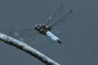 Libellula fulva