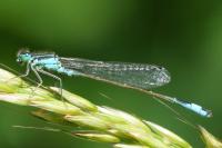 Ischnura elegans