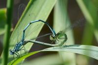 Coenagrion puella