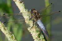 Orthetrum cancellatum