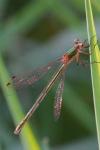 Lestes sponsa