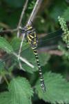 Cordulegaster boltonii