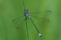 Lestes sponsa