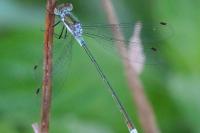 Lestes sponsa