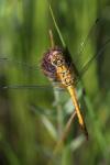 Sympetrum sanguineum