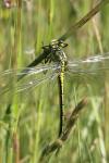 Gomphus pulchellus