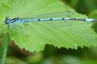 Coenagrion puella