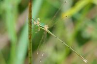 Lestes barbarus
