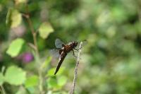 Libellula depressa