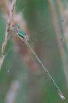 Lestes barbarus
