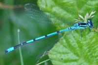 Coenagrion puella