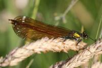 Calopteryx virgo