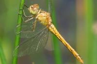 Sympetrum meridionale