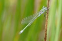 Lestes