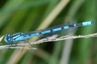 Enallagma cyathigerum