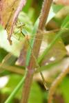Lestes barbarus