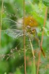 Sympetrum meridionale