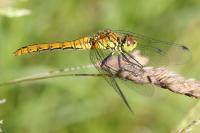 Sympetrum sanguineum