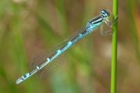 Coenagrion scitulum