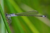 Ischnura elegans