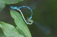 Coenagrion puella