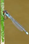 Erythromma najas