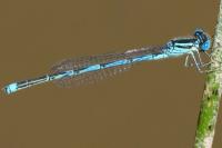 Erythromma lindenii