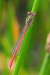 Ceriagrion tenellum