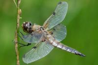Libellula quadrimaculata
