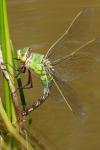 Anax imperator