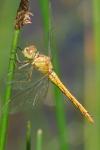 Sympetrum meridionale