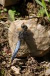 Orthetrum cancellatum