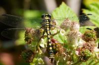 Onychogomphus forcipatus