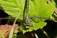 Gomphus pulchellus