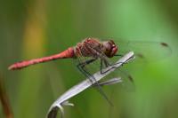 Sympetrum sanguineum