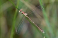 Lestes barbarus