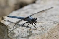 Orthetrum brunneum