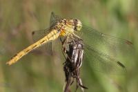Sympetrum meridionale