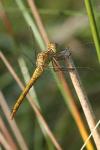 Sympetrum meridionale
