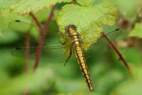 Orthetrum cancellatum