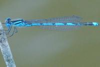 Erythromma lindenii