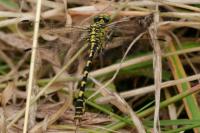 Onychogomphus forcipatus
