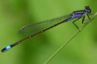 Ischnura elegans