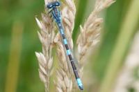 Coenagrion scitulum