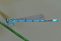 Coenagrion puella