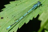 Coenagrion puella