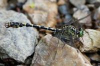 Onychogomphus forcipatus
