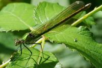 Calopteryx splendens