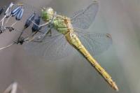 Sympetrum meridionale