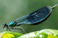 Calopteryx splendens